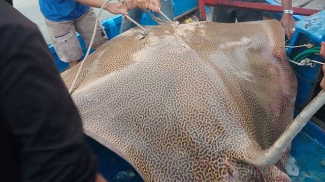 Câu được cá đuối khổng lồ trên biển Phan Thiết Câu được cá đuối khổng lồ trên biển Phan Thiết
