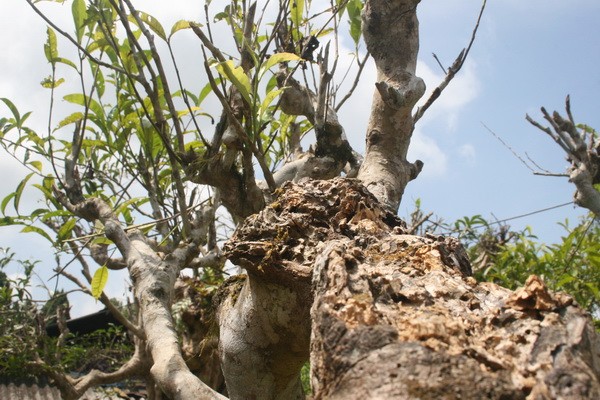 'Báu vật' Suối Giàng bị đe dọa bởi loài mối bé như đầu tăm Chè cổ thụ Suối Giàng đang bị mối tấn công.