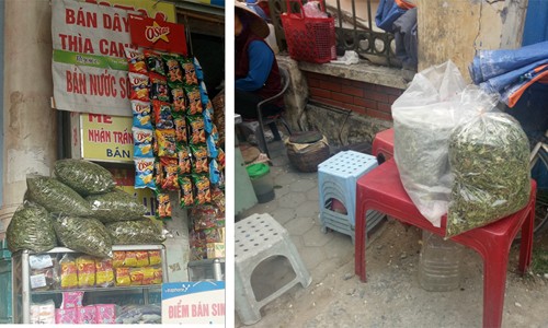 Đổ xô mua thảo dược trị tiểu đường: Rước độc vào thân có ngày Dây thìa canh trôi nổi bán trên thị trường trồng trọt, thu hát, bảo quản không theo tiêu chuẩn tiềm ẩn nhiều nguy cơ gây hại cho sức khỏe ( Ảnh minh hoạ)