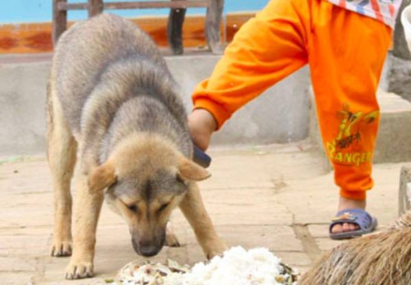 Bé gái 8 tháng tuổi ở Hà Nội bị chó ngao cắn chết Bé gái 8 tháng tuổi ở Hà Nội bị chó ngao cắn chết