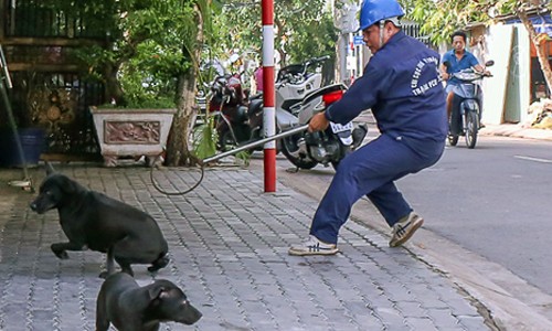 Ông Đoàn Ngọc Hải muốn dẹp nạn chó thả rông Đội bắt chó thả rông trong một lần xuống địa bàn. Ảnh: Tuyết Nguyễn.