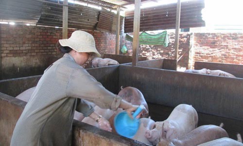Giá thịt heo tăng cao kỷ lục, gấp đôi thời kỳ 'giải cứu' Giá heo hơi đang ở mức cao kỷ lục