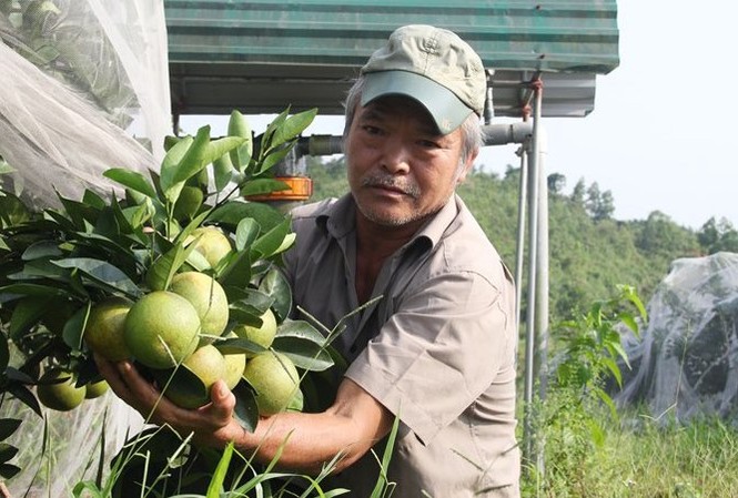 Chuyện lạ: Vườn cây chục tỷ đồng được mắc màn bảo vệ giữa rừng sâu Ở vùng đất Khê Mây, ai cũng biết đến lão nông Đinh Văn Oánh (62 tuổi) với trang trại trồng cam theo quy trình sản xuất khép kín