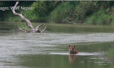 Bẫy camera ngăn nạn săn bắt hổ hoang dã ở Nepal Bẫy camera ngăn nạn săn bắt hổ hoang dã ở Nepal