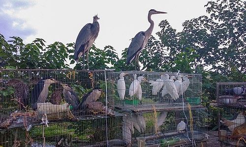 Chợ chim hoang dã ngay sát nách đại lộ Thăng Long Chim hoang dã bày bán công khai trên đại lộ Thăng Long (Ảnh: Dân trí)