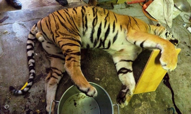 Trang trại làm thịt hổ ghê rợn hé lộ nạn buôn lậu giữa lòng châu Âu Xác hổ mới bị giết được phát hiện trong một nhà kho tại Prague, Cộng hòa Czech. Ảnh: Cơ quan Hải quan Cộng hòa Czech.