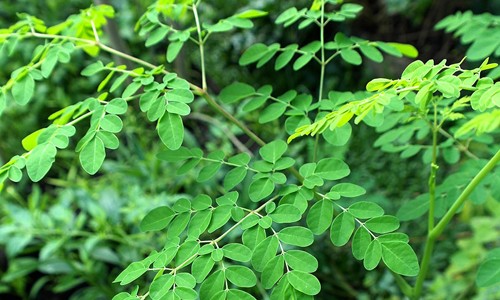 Chùm ngây – Giải pháp thông minh cho các mẹ thiếu sữa, mất sữa Chùm ngây – Giải pháp thông minh cho các mẹ thiếu sữa, mất sữa