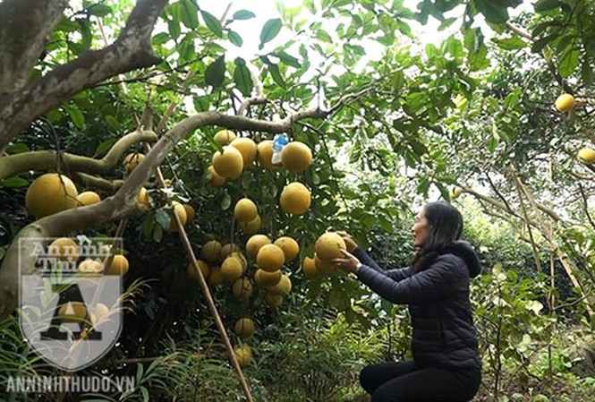 Lo “bưởi tặc”, người Diễn đầu tư thiết bị chống trộm ngày giáp Tết Người dân trồng bưởi Diễn vui mừng khi năm nay bưởi được mùa lại được giá