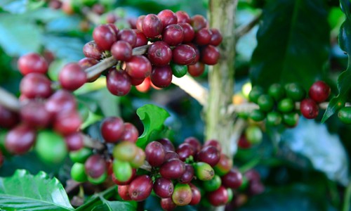 Có quá khó để uống ly cà phê sạch 'From Farm To Cup'? Hạt cà phê Arabica tại Sơn La