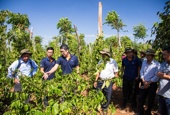 Bayer với giải pháp giúp nhà nông trồng cà phê tái canh thành công Bayer với giải pháp giúp nhà nông trồng cà phê tái canh thành công