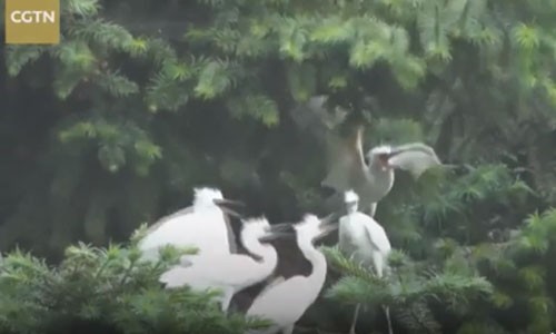 Hàng nghìn chim diệc bạch bay tới miền đông Trung Quốc Hàng nghìn chim diệc bạch bay tới miền đông Trung Quốc