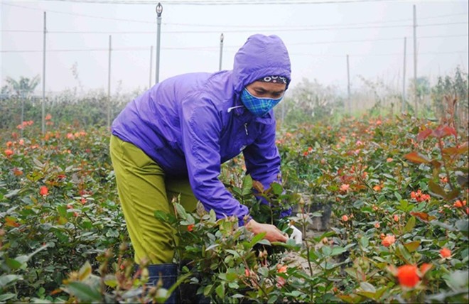 Hoa hồng 'độc lạ' lên ngôi Hoa hồng tại các nhà vườn Mê Linh Ảnh: Kế Toại