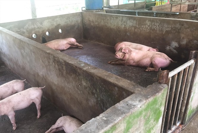 Thấp thỏm đối phó với dịch tả lợn Châu Phi Một đàn lợn bị dịch ở ĐBSCL
