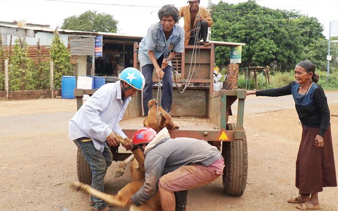 Hộ nghèo thêm khổ vì được cấp bò bệnh Bò giống do Cty Miền Núi cấp cho người dân