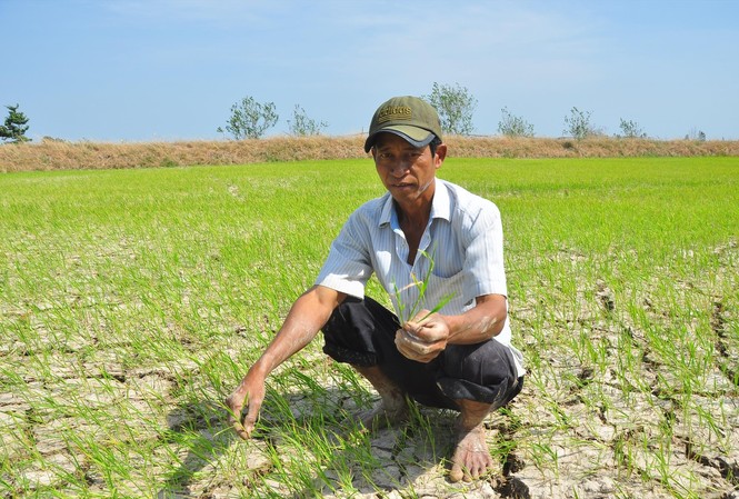 Hàng nghìn hécta lúa nguy cơ mất trắng vì hạn mặn Ông Sơn Ngọc Thành (ở xã Tân Hưng, Long Phú, Sóc Trăng) ngồi giữa đồng nứt toác Ảnh: H.H