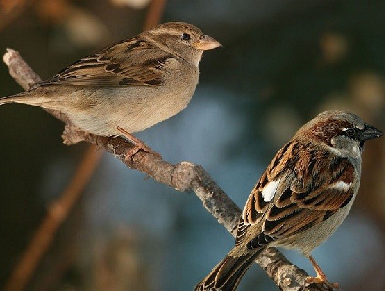 Chim sẻ đã tiến hóa như thế nào trong xã hội loài người? Chim sẻ đã tiến hóa như thế nào trong xã hội loài người?