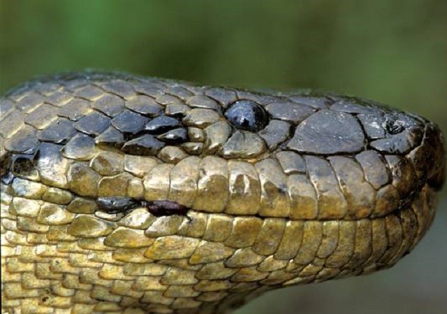 Trăn Anaconda, huyền thoại và sự thật Trăn Anaconda, huyền thoại và sự thật