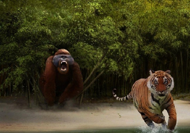 Liệu King Kong đã từng xuất hiện trên Trái Đất? Liệu King Kong đã từng xuất hiện trên Trái Đất?