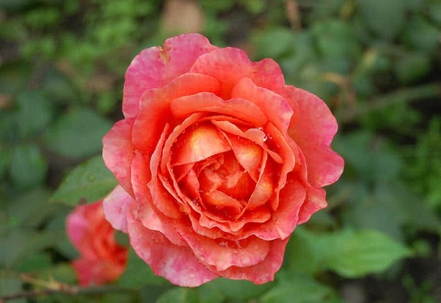 Khám phá những giống hoa hồng đẹp nhất thế giới Khám phá những giống hoa hồng đẹp nhất thế giới