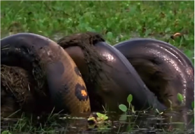 Trăn anaconda khổng lồ nuốt chửng chuột lang Trăn anaconda khổng lồ nuốt chửng chuột lang