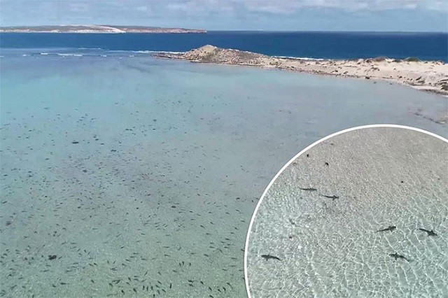Kỳ lạ, hàng trăm con cá mập vây quanh bờ biển Australia Kỳ lạ, hàng trăm con cá mập vây quanh bờ biển Australia