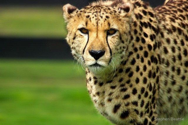 Báo cheetah học được cách phối hợp săn mồi Báo cheetah học được cách phối hợp săn mồi