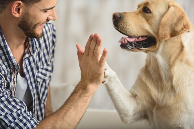 Nghiên cứu mới: Vì sao chó có thể hiểu tiếng người? Chó là người bạn thân thiết của con người.