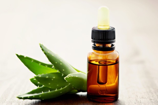 Tinh dầu xương rồng - “Thần dược” mới cho phái đẹp Tin dầu chiết xuất từ giống xương rồng lê gai làm đẹp da.