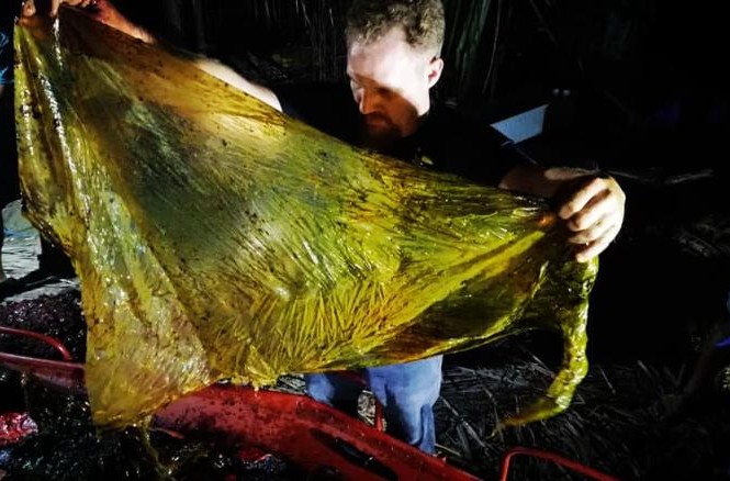 Cá voi chết vì... 40 kg túi nilon trong bụng Chú cá voi bị chết vì nuốt hơn 40kg rác thải nhựa vào bụng.
