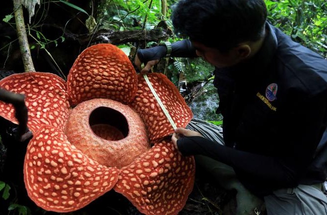 'Hoa quái vật' đơm bông giữa rừng Indonesia Loài hoa to nhất thế giới bắt đầu nở hoa.