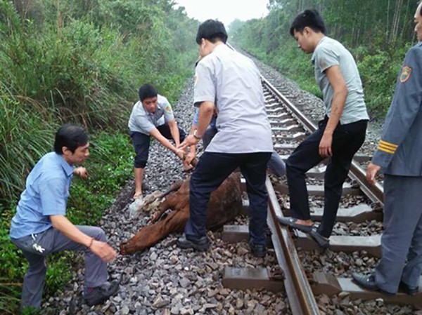 Tàu khách đâm phải trâu, đường sắt Bắc – Nam tê liệt nhiều giờ Đâm phải trâu thả rông khiến tàu SE11 và đường sắt Bắc - Nam bị ách tắc nhiều giờ. Ảnh minh hoạ.