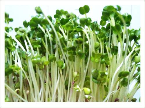 Những thực phẩm tưởng an toàn nhưng rất dễ bị ngộ độc Ảnh minh hoạ: Internet