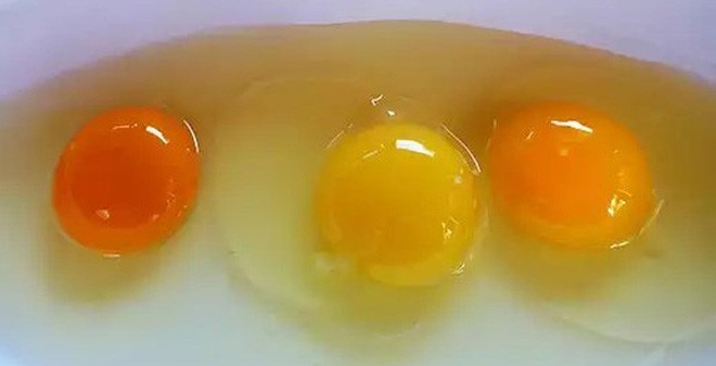 Nhìn 3 lòng đỏ này, bạn có biết quả trứng nào được sinh bởi con gà khỏe mạnh? Ảnh minh hoạ: Internet