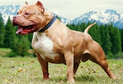 Hà Nội: Bé 3 tuổi bị chó pitbull cắn gãy xương, nát đùi Ảnh minh hoạ: Internet