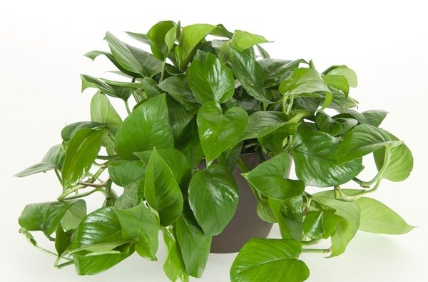 Những loại cây nhiều người ưa trồng trong nhà nhưng lại chứa nhiều chất cực độc Ảnh minh họa: Internet