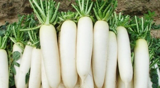 Củ cải trắng: Cực tốt và cực độc, biết mà tránh khi ăn kẻo rước họa vào thân Ảnh minh họa: Internet
