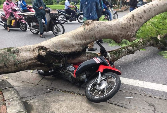 Cây xanh đô thị bất ngờ đổ rạp đè bẹp xe người đi đường Hiện trường cây đổ