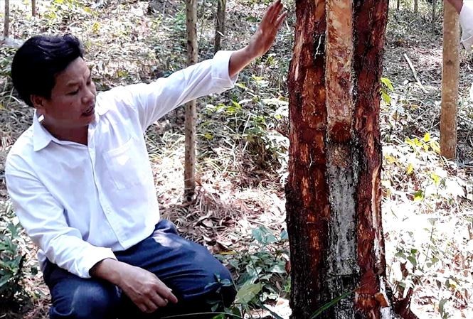 Rừng thông đặc dụng cạnh lăng vua Gia Long bị 'tùng xẻo', bức tử Những cây thông già bị "tùng xẻo", bức tử tại xã Hương Thọ - nơi có nhiều quần thể lăng mộ vua chúa nhà Nguyễn