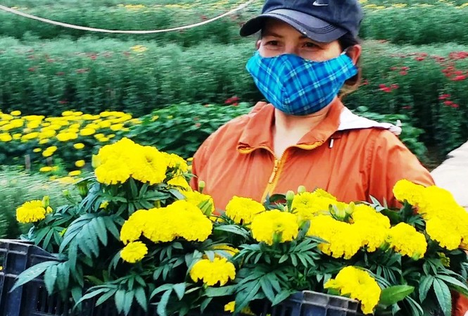 Xứ Huế bất ngờ bội thu… hoa Người dân Huế có một năm bội thu hoa