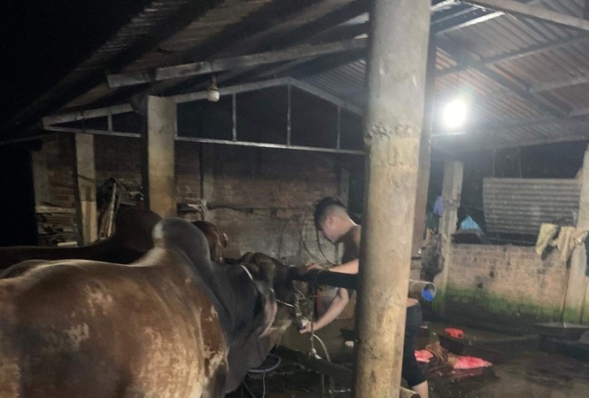 Phát hiện nhiều cơ sở bơm nước vào bụng bò ở Quảng Nam Phát hiện nhiều cơ sở bơm nước vào bụng bò ở Quảng Nam