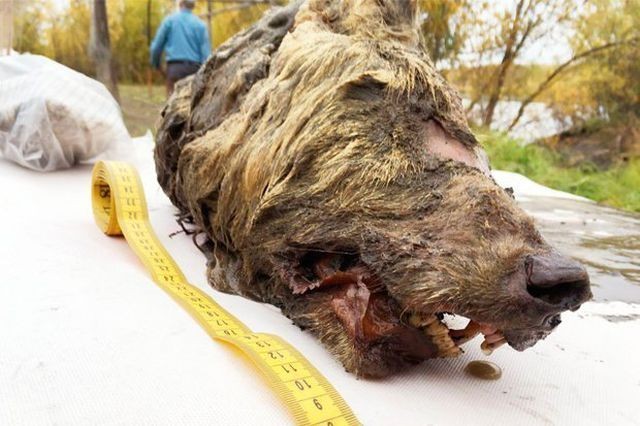 Đầu quái thú 40.000 năm vẫn nguyên vẹn tại vùng Siberia Đầu quái thú thời tiền sử được phát hiện ở Siberia.