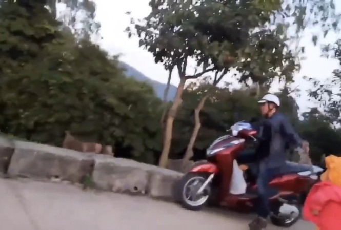 Đàn khỉ kêu gào đuổi theo người đàn ông bắt khỉ con trên bán đảo Sơn Trà Đàn khỉ kêu gào đuổi theo người đàn ông bắt khỉ con trên bán đảo Sơn Trà