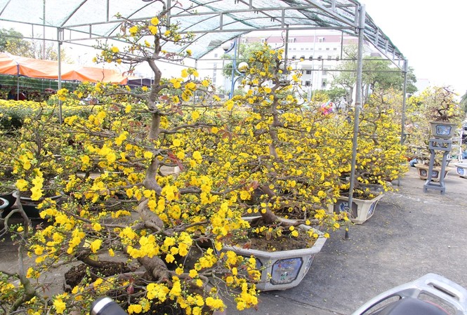 Đà Nẵng: Hoa mai thi nhau 'cười', người bán mếu Đà Nẵng: Hoa mai thi nhau 'cười', người bán mếu