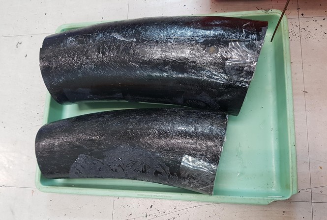 Bắt giữ người đàn ông vận chuyển ngà voi qua đường hàng không Hai chiếc ngà voi nặng gần 10kg nhập lậu vào Tân Sơn Nhất.