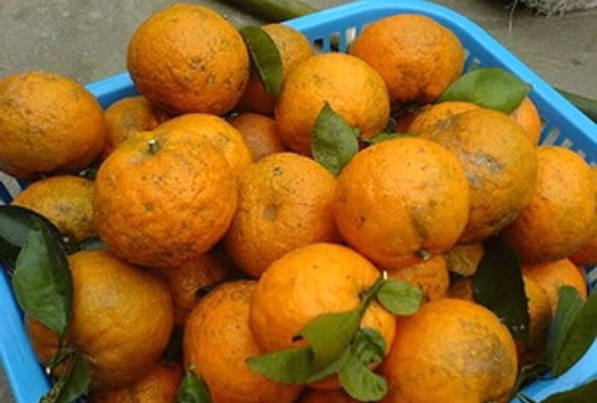 Hoa quả, nước uống giàu vitamin C “cháy hàng” mùa dịch Covid-19 Cam Hà Giang tại Hà Nội được nhiều người mua để tăng sức đề kháng.