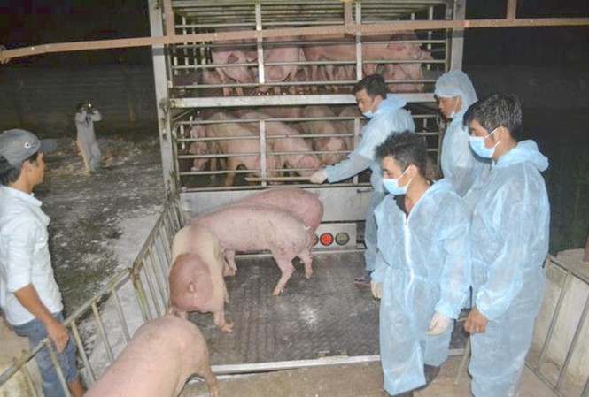 Lợn Thái Lan vắng bóng tại chợ và siêu thị lớn dù đã bán ra thị trường.