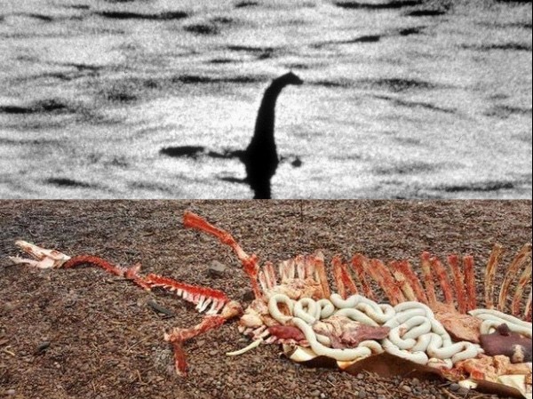 Xác động vật dạt vào bờ Loch Ness, nghi là quái vật huyền thoại Xác động vật dạt vào bờ Loch Ness, nghi là quái vật huyền thoại