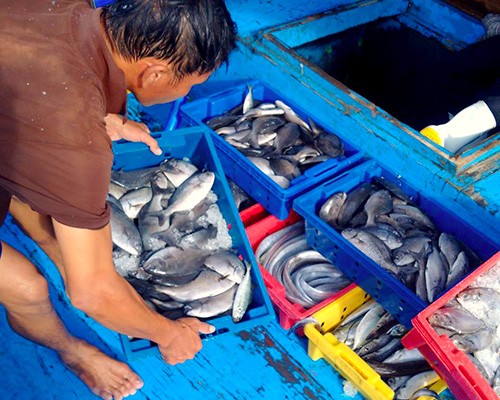 Hà Tĩnh phổ biến 154 loại hải sản chưa an toàn cho ngư dân Hà Tĩnh phổ biến 154 loại hải sản chưa an toàn cho ngư dân
