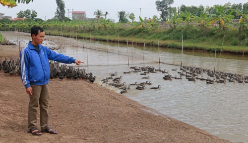 Chàng trai có hai bằng đại học về quê nuôi vịt trời Với đàn vịt hàng vạn con, mỗi tháng ông chủ 33 tuổi thu khoảng 50 triệu đồng. Ảnh: Phương Vy.