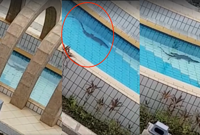 Hoảng hồn thấy kì đà dài 1m bơi lững lờ trong công viên nước Hoảng hồn thấy kì đà dài 1m bơi lững lờ trong công viên nước